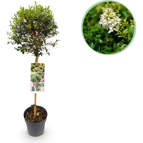 Troène du Yunnan Ligustrum delavayanum sur Tige Persistant pour Terrasse et Balcon Hauteur 90cm - PANGIVO