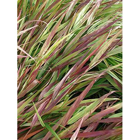 Herbe du Japon 'Beni Kaze' Pot de 1L/1,5L (1/2)