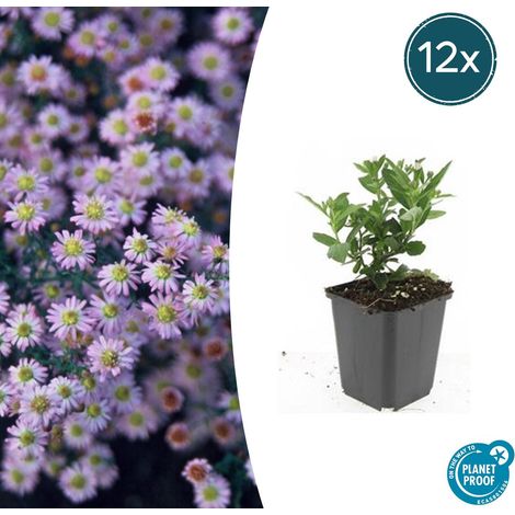 Lot de 12 Aster ageratoides 'Stardust' Plantes Vivaces à Fleurs Blanches Pot Ø 9 cm H 10-25 cm - PANGIVO (1/5)