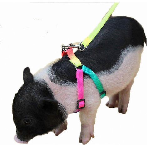 Harnais et laisse réglables, compatibles avec les petits animaux tels que les cochons, les furets et les lapins.