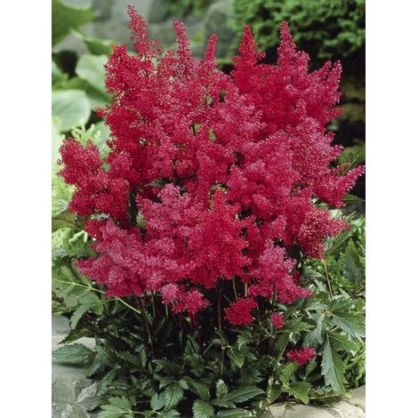 Astilbe du Japon 'Montgomery' Godet de 8/9 cm