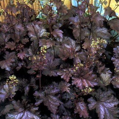 4 x Heuchère  - Heuchera 'Stormy Seas'  - godet 9x9 cm