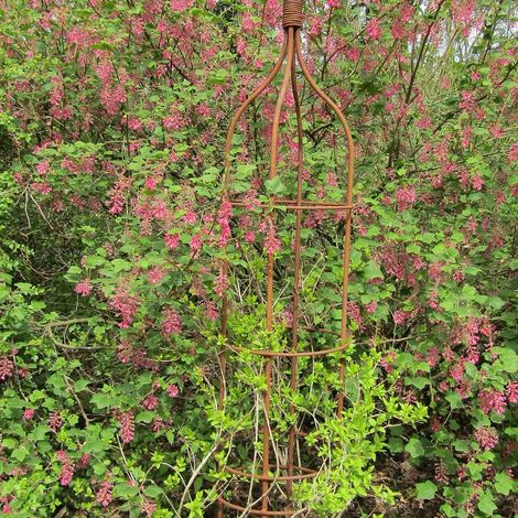 Forsythia rose de Corée, Abeliophyllum/Pot de 3L - 40/60 cm (1/3)