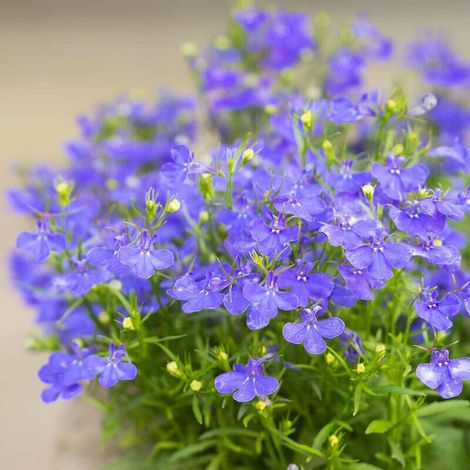 Graines de lobélia bleu – Lot de 2000 graines, fleurs décoratives pour pots, paniers et jardin, culture extérieure facile