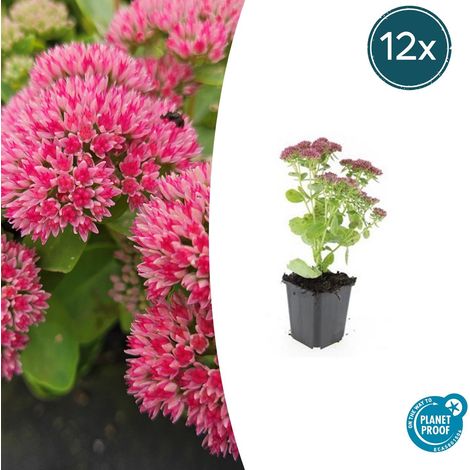 Lot de 12 Sedum 'Herbstfreude' Orpin Plante Vivace Succulente Fleurs Roses 10-25 cm Pot Ø 9 cm - PANGIVO (1/5)