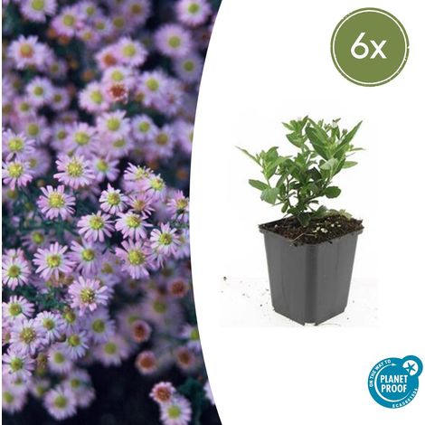 Lot de 6 Asters ageratoides 'Stardust' Plantes Vivaces à Fleurs Blanches Pot Ø 9 cm 10-25 cm - PANGIVO (1/5)