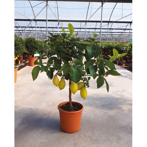 Limone lunario "Citrus limon" limone 4 stagioni pianta in vaso ø20 cm Agrumi di Sicilia (1/3)