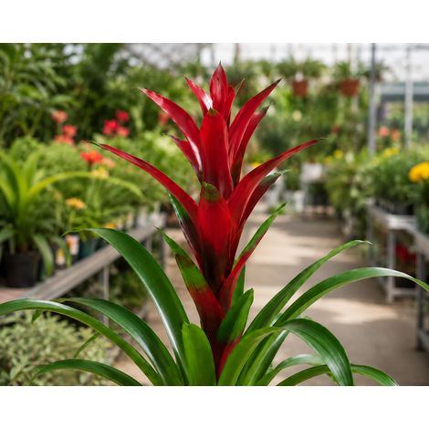 Gardenaria Guzmania 'Switch' - Pianta da interno ornamentale - Altezza: 60 cm (vaso 13) (1/3)