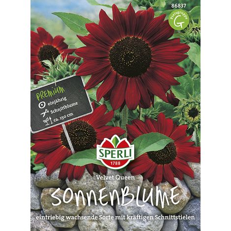Sperli – Tournesol Velvet Queen – Graines de fleurs, annuel, fleurs brun-rouge foncé, hauteur env. 150 cm (1/2)