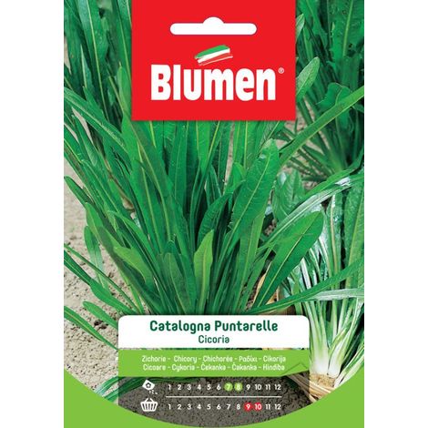 SEMI DI CICORIA CATALOGNA PUNTARELLE
