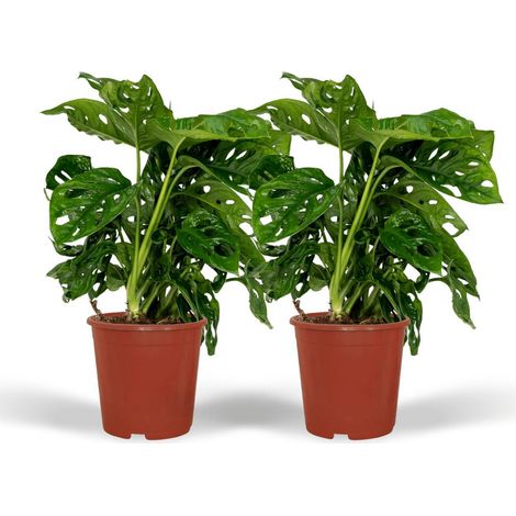 Lot de 2 Monstera Monkey Leaf Plantes d’Intérieur Feuillage Découpé Pot 12 cm Hauteur 30 cm - PANGIVO (1/5)