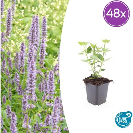 Lot de 48 Agastaches 'Blue Fortune' Plantes Vivaces Mellifères Bleu Lavande Pot Ø 9 cm - PANGIVO (1/5)