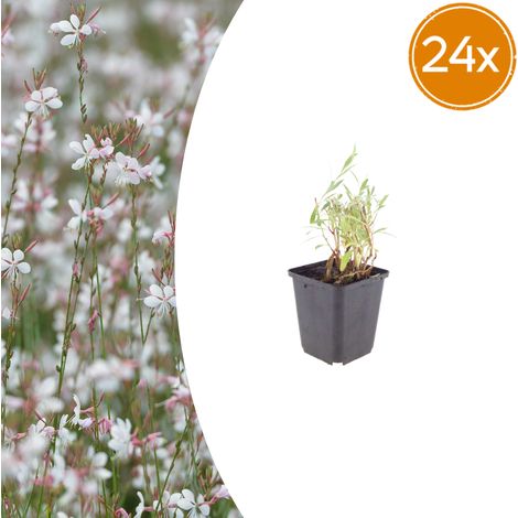 Gaura lindheimeri Plante Vivace pour Bordure et Pot Fleurs Blanc et Rose Lot de 24 (1/5)