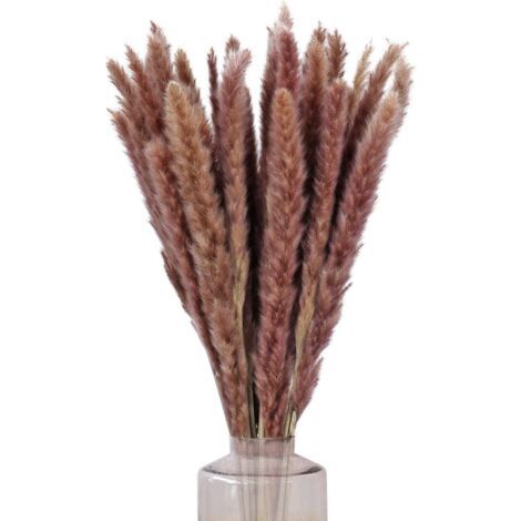 QORVA-30pcs Herbes de la Pampas Sechees Decoration 60cm Bouquet Fleurs Séchées Natur Deco Brun Phragmites Pampas Artifici Plante pour Mariage Vase Intérieure Maison Cuisine Balcon
