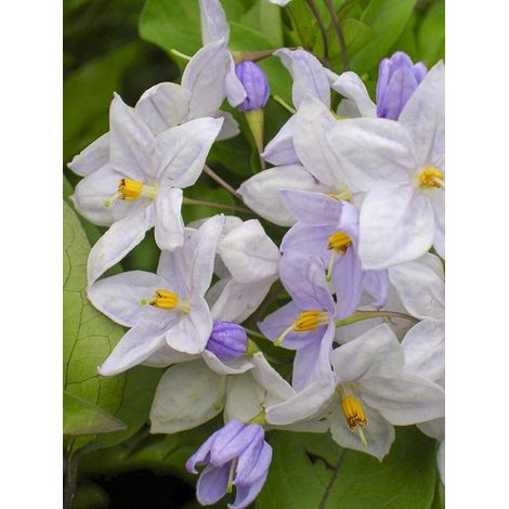 Morelle faux-jasmin 'Bleu' Pot de 2L/3L