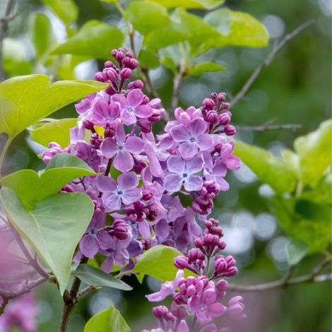 Gardenaria Lillà - Syringa vulgaris - Arbusto ornamentale da giardino - Altezza: 100/110 cm (vaso 22) (1/2)