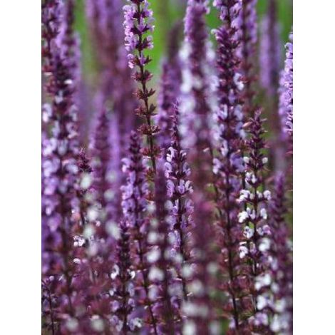 Sauge nemorosa 'Amethyst' Godet de 8/9 cm