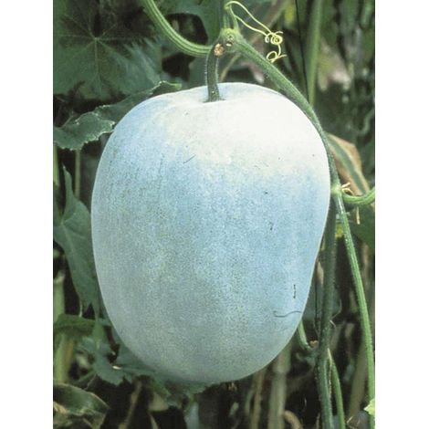 Courge cireuse, Melon d'hiver 'Twonga' le sachet de 20 graines (1g) (1/2)