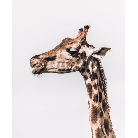 Tableau animaux prendre de la hauteur Toile imprimée (1/5)