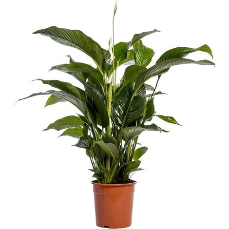 Spathiphyllum Bellini Plante d’intérieur Fleur blanche Feuillage vert Pot 24 cm Hauteur env. 100 cm - PANGIVO (1/4)