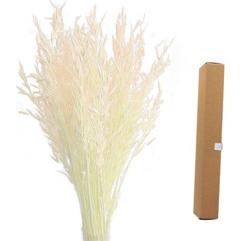 (Auf ca. 45 cm zugeschnitten und in einem Karton mit den Maßen 45 x 5 x 7 cm verpackt 50 weiße Haferblüten) Getrocknete Haferblüten/Naturblüten/Länge ca. 40-45 cm, Abweichungen aufgrund manuellen Zusc (1/3)