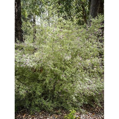 Menthe arbustive australienne 'Variegata' Pot de 4L/5L (1/2)