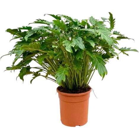 Philodendron Xanadu Plante d'Intérieur Tropicale Dépolluante Vert 80 cm Pot Ø30 cm - PANGIVO (1/4)