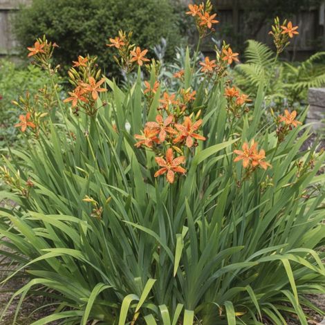 Fleur léopard/Lot de 9 godets