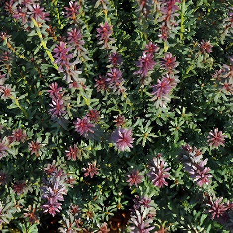 Podocarpe Red Kiss - Podocarpus alpinus Red Kiss Pot 2,5L (1/2)