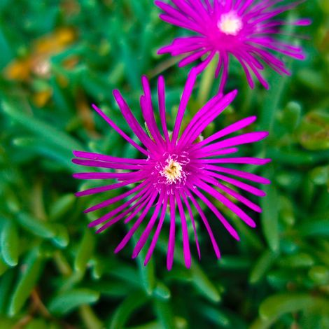 3 Pourpiers de Cooper (DELOSPERMA cooperi)