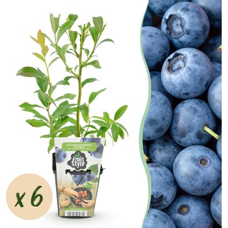 Myrtillier Vaccinium corymbosum Bluegold - Lot de 6 Plantes Fruitières Rustiques - Pot 9 cm - PANGIVO (1/5)