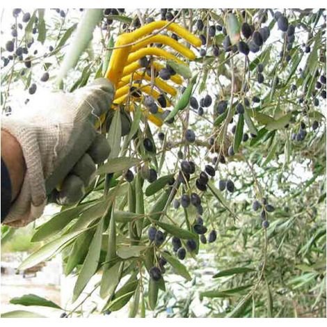 Rastrello raccolta olive resistente - Set professionale 20 pz (1/4)