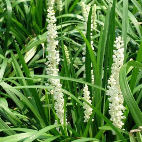 4 x Liriope muscari 'Monroe White' - godet 9x9 cm