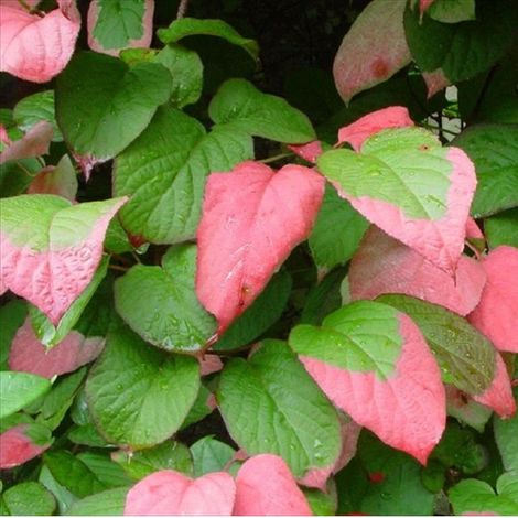 Actinidier panaché - Actinidia kolomikta  - 50-60 cm pot