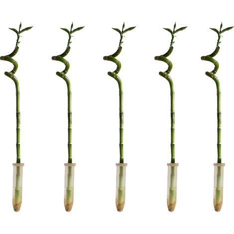 Bloomique - Lot de 5 - Dracaena Sanderiana - Lucky Bamboo - Lucky Bamboo - Plantes d'intérieur - Purificateur d'air - Facile à entretenir - Hauteur 40-50 cm