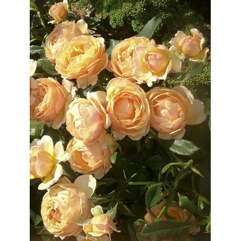 Rosier à fleurs groupées 'Amber Queen' Pot de 2L/3L (1/3)