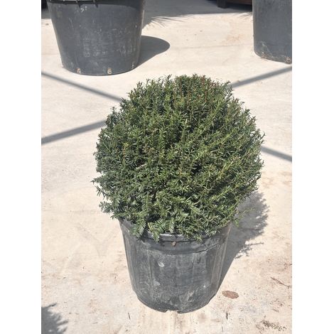 TAXUS BACCATA PALLA 40