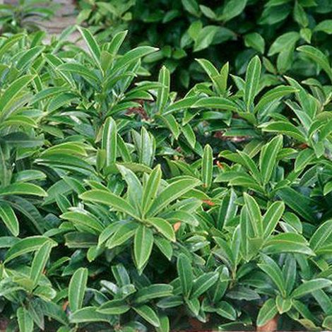 Laurier-Cerise 'Mount Vernon' - 20-25 cm pot