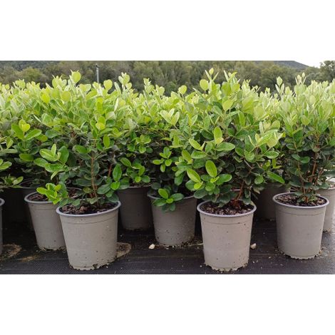 Feijoa "Acca sellowiana" Guayabo del Brasile pianta in vaso 18 cm h 50/60 cm FOTO REALE