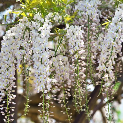 Glycine - Wisteria floribunda Alba Pot 15cm