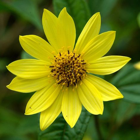4 x Soleil vivace - Helianthus 'Lemon Queen' - godet 9x9 cm (1/4)