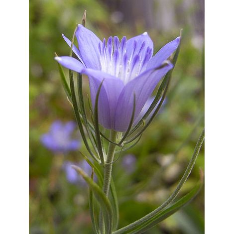 Nigelle de Bouchara 'Blue Stars' le sachet de 1300 graines (1g) (1/2)