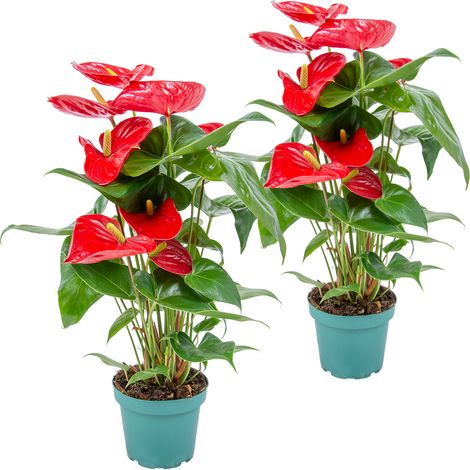 Bloomique - Lot de 2 - Anthurium - Flamant rose - Rouge - Plante d’intérieur - Dépolluante - Hauteur 30-40 cm - Pot 12 cm