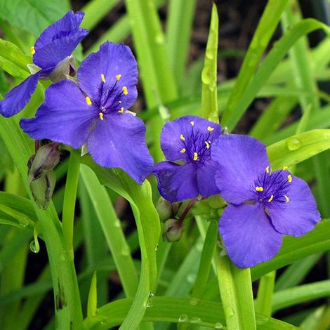 4 x Tradescantia andersoniana 'Sweet Kate' - godet 9x9 cm (1/4)