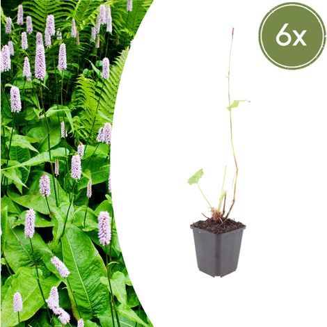Lot de 6 Persicaria amplexicaulis 'Alba' Renouée Amplexicaule Blanche Vivace Pot Ø 9 cm - PANGIVO (1/5)