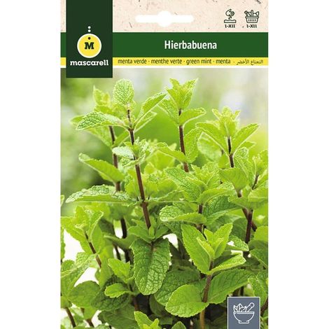 Mascarell Semillas, MENTHE POIVRÉE, Graines d'Herbes Aromatiques à Planter, Créez Votre Propre Potager à la Maison, 0,2 Grammes (1/5)