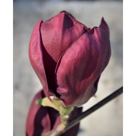 Gardenaria Magnolia 'X Genie' - Arbusto ornamentale da giardino - Altezza: 50/70 cm (vaso19) (1/4)