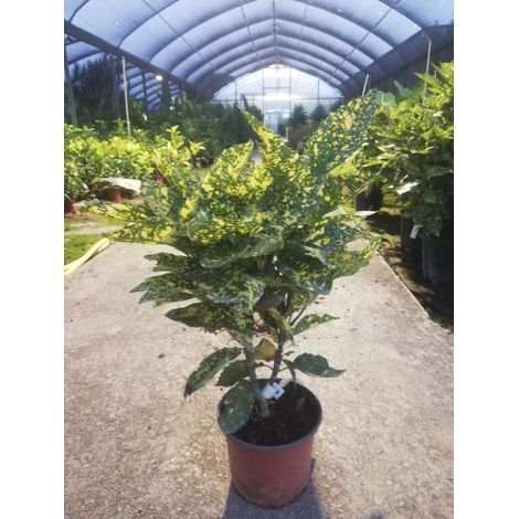 Aucuba Japonica v19 h65-70 cm