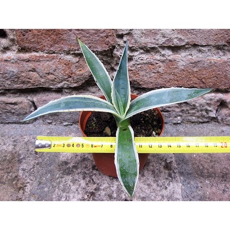 Agave americana var. marginata 20 cm, cactus, pianta grassa winter hard, resistente fino a 0° C