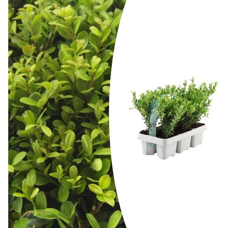 Lot de 6 Ilex crenata 'Jenny' Houx du Japon Arbuste Persistant pour Haie et Topiaire Ø7 cm H15 cm - PANGIVO (1/5)